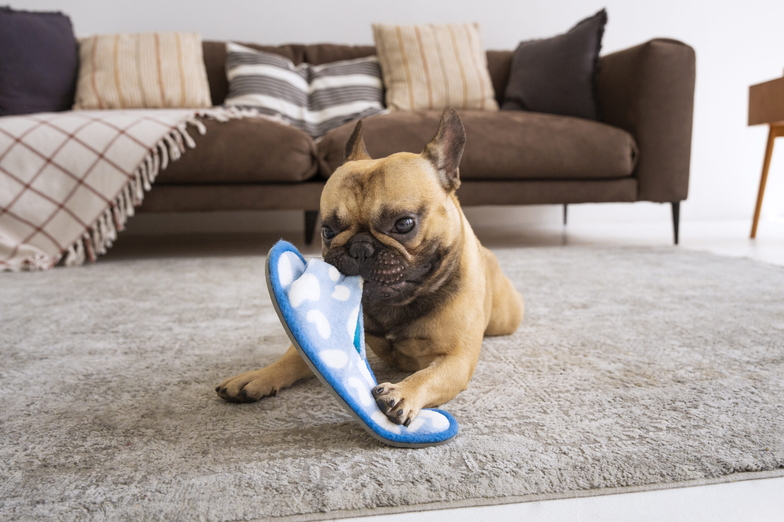 Can Carpet Cleaning Remove Dog Urine