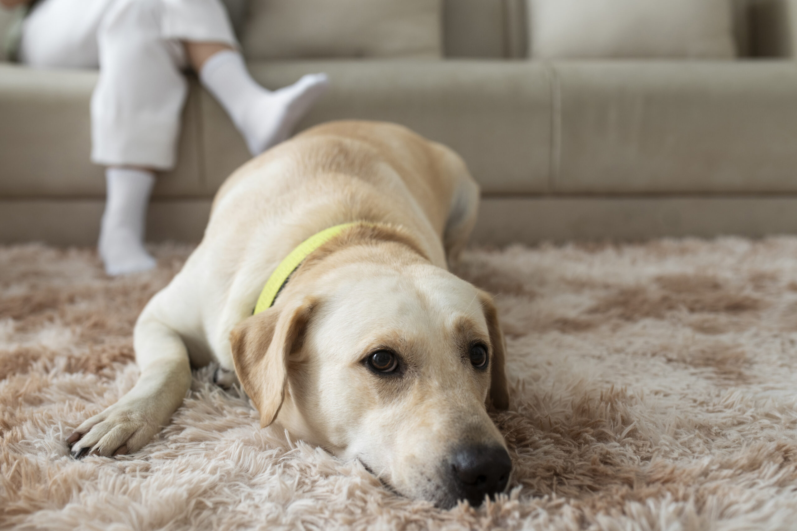 Can Carpet Cleaning Remove Dog Urine